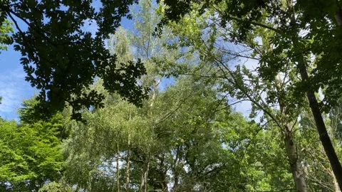 From ground to sky view of sun through trees Video stock 136308411