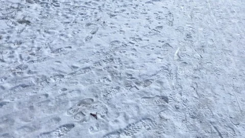 The ground in the snow is trampled by human and animal tracks in winter, li.. Stock Footage 302099028