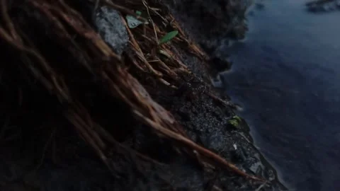 Ground spiders Stock Footage 259376554