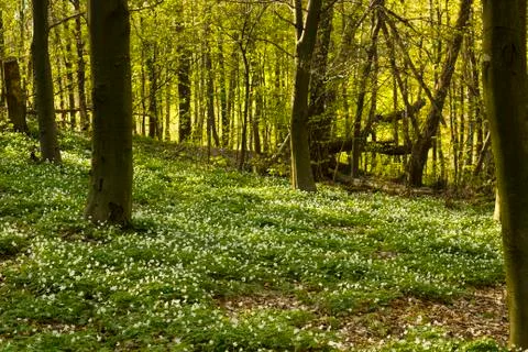 Ground in spring forest is covered with carpet of white flowers Anemone nemor Stock-Fotos