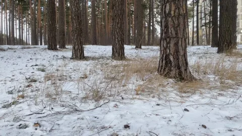 The ground in the spruce forest is covered with snow, light snow is falling Stock Footage 302099000