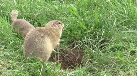 Ground squirrel 01 库存影片 8915534