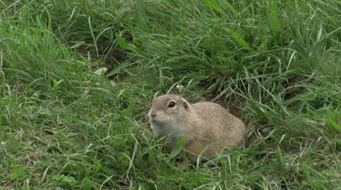 Ground squirrel 04 库存影片 8924397