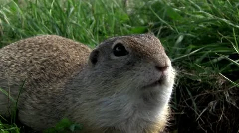 Ground squirrel 09 in the background a walker 库存影片 10591642