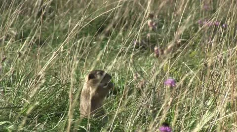 Ground squirrel 14 zoom in 库存影片 8963028
