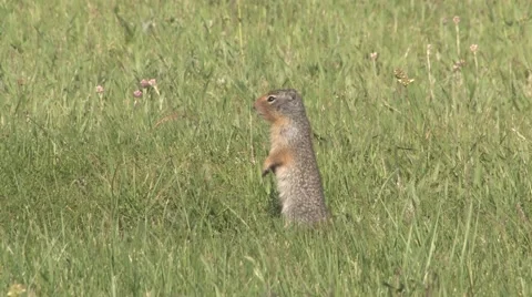 Ground Squirrel alerting to danger and running away. Stock Footage 64856509