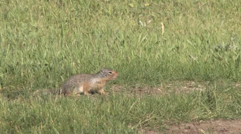 Ground squirrel alerting to danger while hiding in grass. Stock Footage 64855992