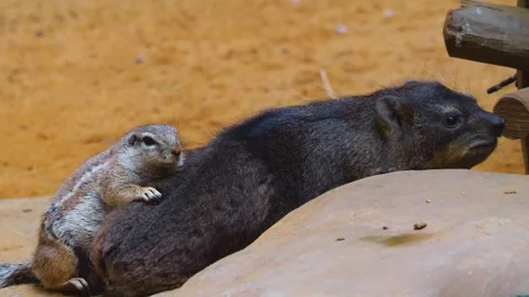 A ground squirrel and hyrax Stock Footage 253409659