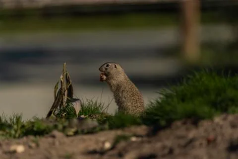 Ground squirrel animal in summer sunny hot morning Stock Photos