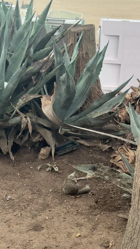 Ground squirrel beside agave plants on a coastal bluff in Santa Monica 库存影片 345266248