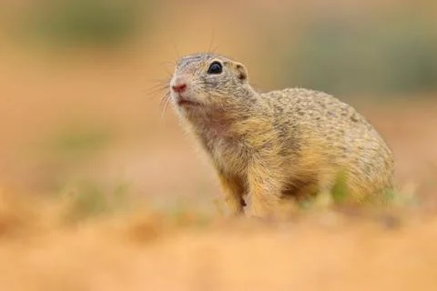 Ground squirrel with blur background Stock Photos