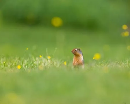 Ground Squirrel bokeh Фото