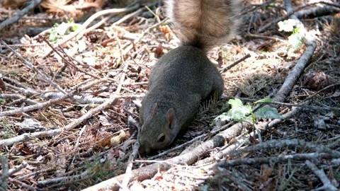 Ground Squirrel in Brush Close Up Static Stock Footage 302807863