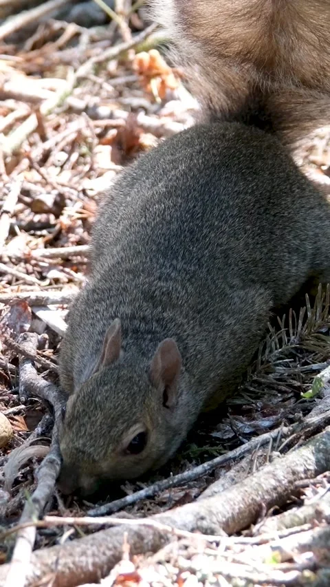 Ground Squirrel in Brush Close Up Static Stock Footage 302808603