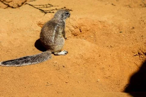 Ground squirrel with bushy tail sitting on sandy ground in bright sunlight Photos