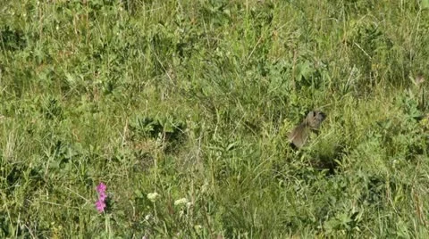 Ground squirrel chows down buds Stock Footage 11268164