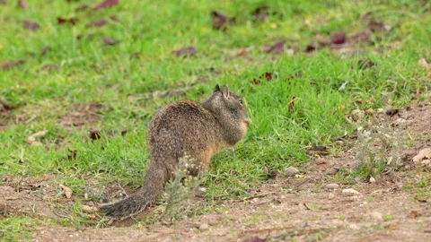 Ground squirrel in city park Stock Footage 167474848