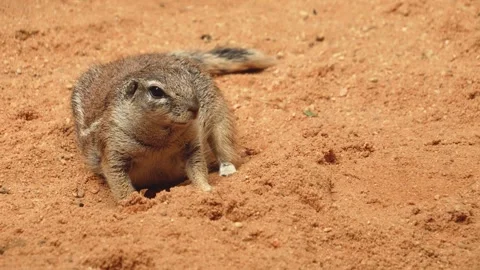 A ground squirrel close up Stock Footage 255013590