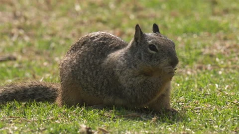 A ground squirrel close up on green grass meadow in sunny day in city park Stock Footage 151239644