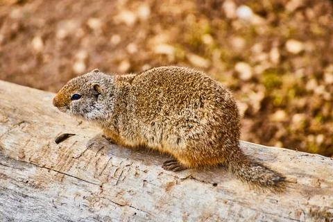 Ground squirrel up close on log Stock-Fotos