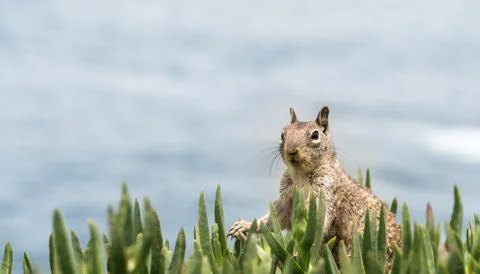 Ground squirrel at the Coast Stock Photos