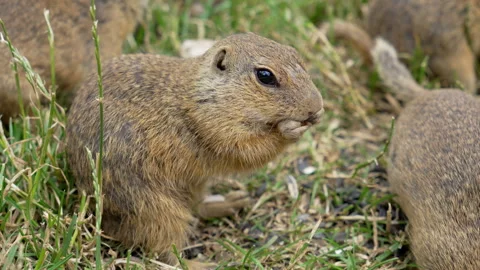 Ground Squirrel Colony Feeding Together in Meadow Stock Footage 346180676