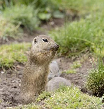 Ground squirrel colony (Syslovisko Biele vody), National park Muranska Plan.. Foto stock