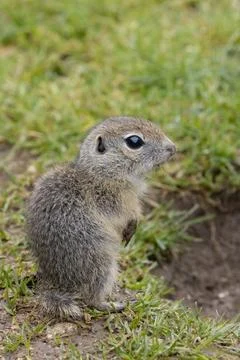 Ground squirrel colony (Syslovisko Biele vody), National park Muranska Plan.. Stock Photos