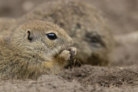Ground squirrel colony (Syslovisko Biele vody), National park Muranska Plan.. Stock Photos