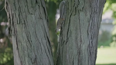 Ground squirrel in Columbus, OH yard eats on tree nuts Stock Footage 340586442