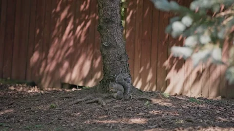 Ground squirrel in Columbus, OH yard eats on tree nuts Stock Footage 340586496