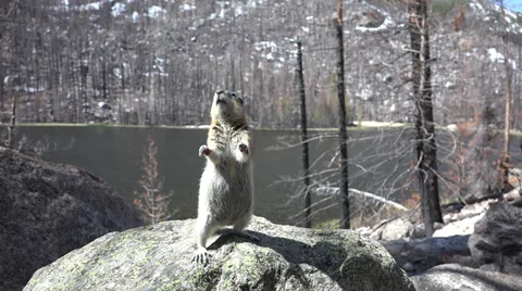 Ground Squirrel Dancing on Rock in 4K 스톡 동영상 38962252