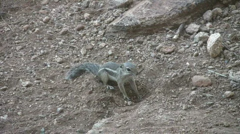 Ground squirrel in desert Stock Footage 503542