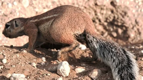 A ground squirrel digging and moving sand around near it's burrow Stock Footage 309199078