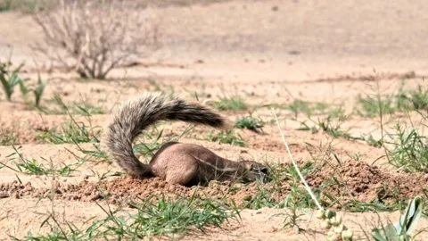 A ground squirrel digging and then seeking relief from the heat in the Kalahari Stock Footage 308201653