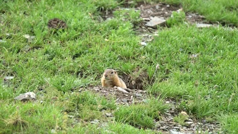 Ground squirrel digging soil - Burrowing Squirrel and Digging Mammal Stock Footage 339826851