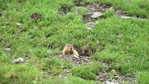 Ground squirrel digging soil - Burrowing Squirrel and Pasture Wildlife Stock Footage 339826860