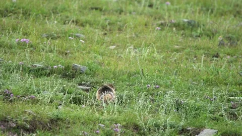 Ground squirrel digging soil - Burrowing Squirrel and Soil Scratching Stock Footage 339826871