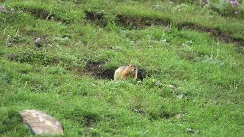Ground squirrel digging soil - Burrowing Squirrel and Meadow Burrow Stock Footage 339826971