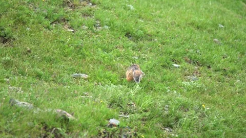 Ground squirrel digging soil in a fresh green meadow, small rodent - Wild Animal Stock Footage 339826742