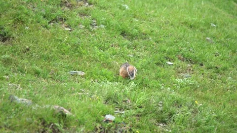 Ground squirrel digging soil in a fresh green meadow, small rodent foraging Stock Footage 339826743