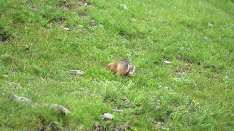 Ground squirrel digging soil in a fresh green meadow - Burrowing Squirrel Stock Footage 339826752