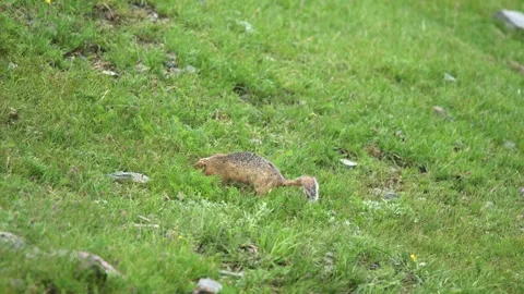 Ground squirrel digging soil in a fresh green meadow - Digging Mammal Stock Footage 339826785