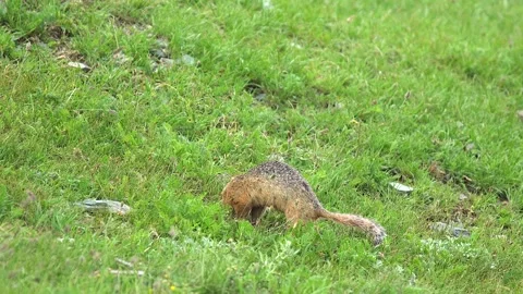 Ground squirrel digging soil in a fresh green meadow - Pasture Wildlife Stock Footage 339826806