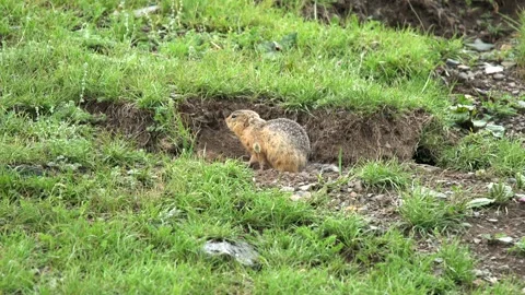 Ground squirrel digging soil in a fresh green meadow, small rodent - Green Field Stock Footage 339826827