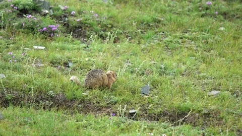 Ground squirrel digging soil in a fresh green meadow - Soil Scratching Stock Footage 339826844