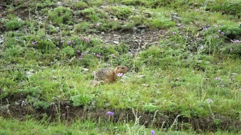 Ground squirrel digging soil in a fresh green meadow - Meadow Burrow Stock Footage 339826872