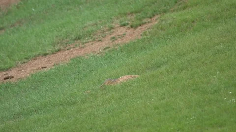 Ground squirrel digging soil in green meadow with fresh grass - Suslik Digging Stock Footage 339824483