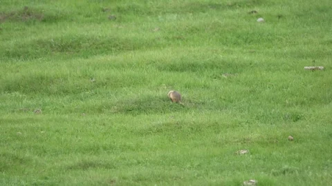 Ground squirrel digging soil in green meadow with fresh grass - Pasture Rodent Stock Footage 339824682
