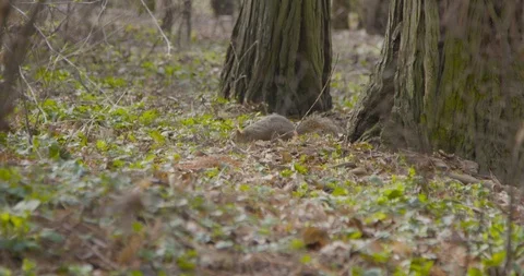 Ground squirrel digs among leaves on the forest floor, 4K Stock Footage 96408605